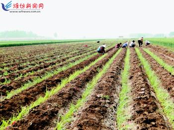 農(nóng)業(yè)生產(chǎn)托管服務(wù) 賦能現(xiàn)代農(nóng)業(yè)，繪就鄉(xiāng)村振興新圖景
