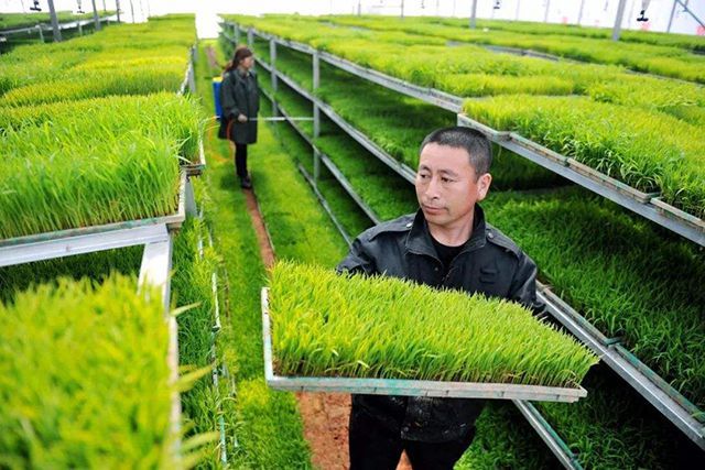 外出務工地不拋，農業生產托管服務解憂